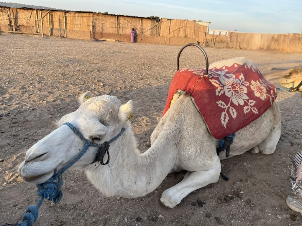 サハラ砂漠 ラクダ 休憩中のラクダ モロッコ / camel resting in Sahara desert Morocco