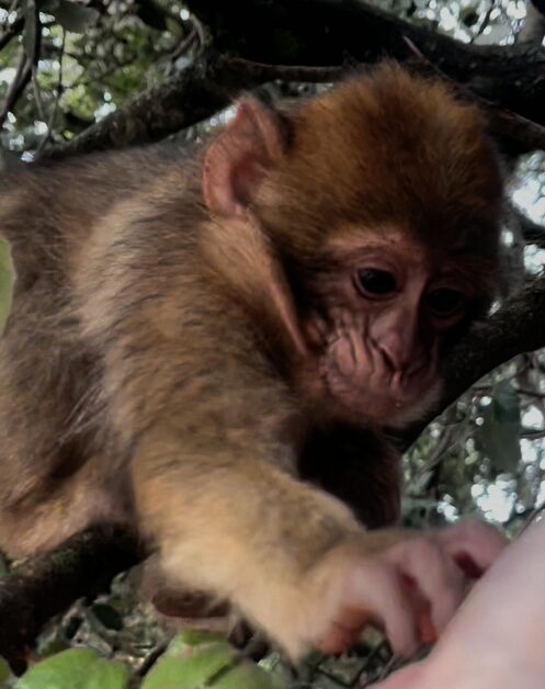 モロッコ アズルー バーバリーマカク 野生の猿 / Barbary macaque monkey in Azrou cedar forest Morocco